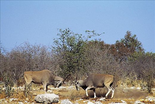 争斗,大羚羊,羚羊,哺乳动物,埃托沙国家公园,纳米比亚,非洲,动物