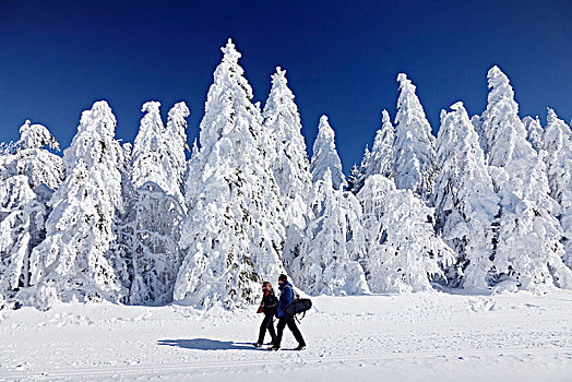 冬季风景,积雪,冷杉,黑森林,巴登符腾堡,德国