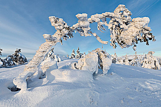 太阳,蓝天,雾凇,枝条,雪,木头,库萨莫,区域,拉普兰,芬兰,欧洲