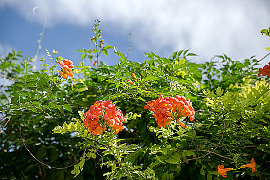 凌霄花,藤萝花,紫葳科,园林绿化,植物,花卉