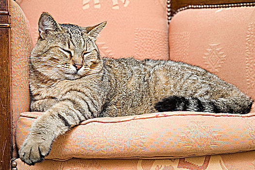 猫,睡觉,扶手椅