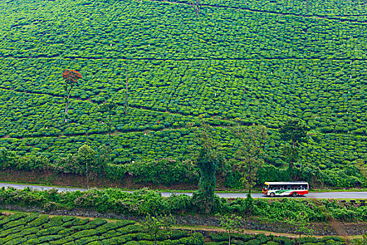 巴士,旅行,道路,旁侧,茶园,拉贾斯坦邦,印度