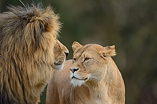 狮子,情侣,奥格斯堡,动物园,德国