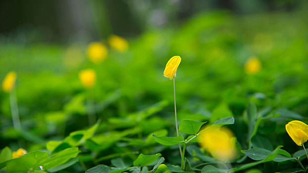 植物,花,春天