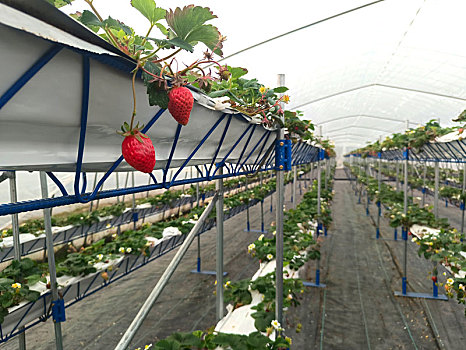 立体种植草莓,草莓