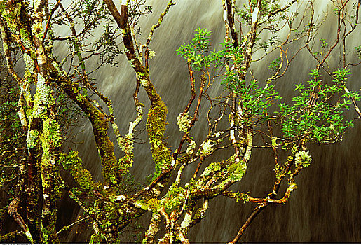 树,瀑布,走,摇篮山,塔斯马尼亚,澳大利亚