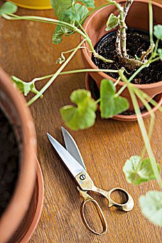 剪刀,盆栽,木质,表面