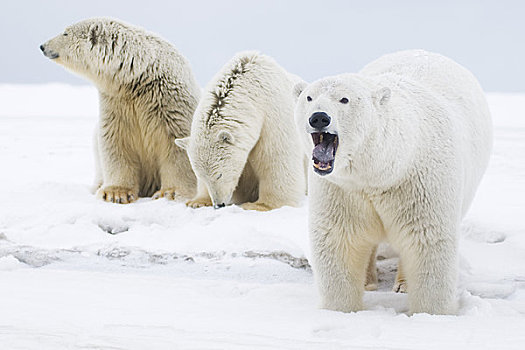 北极熊,母熊,两个,幼兽,走,冰冻,向上,区域,北极圈,国家野生动植物保护区,阿拉斯加