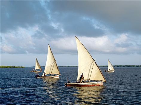日出,相互,白天,打渔船队,帆,自然,港口,帕泰岛,传统,木质,帆船,罐,捕鱼,乡村,拉穆群岛