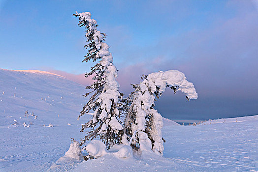 隔绝,雾凇,雪地,国家公园,拉普兰,芬兰