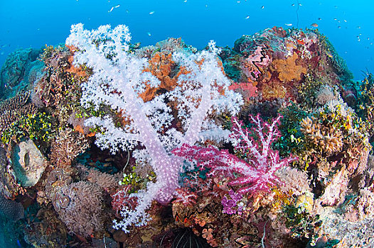 海洋生物