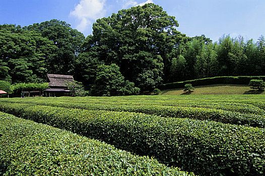 日本,冈山,花园,茶园