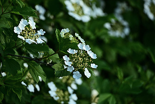 蒾,花开