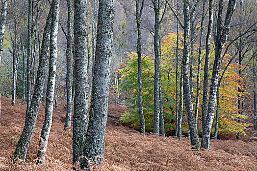 秋叶,转,平和,木头,苏格兰