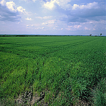 稻田,普罗旺斯,法国