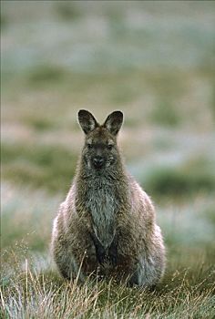 红颈袋鼠,肖像,摇篮山,国家公园,塔斯马尼亚,澳大利亚