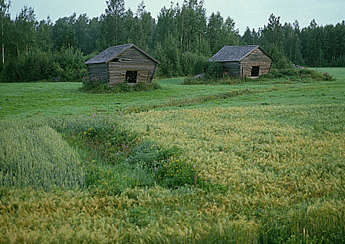 芬兰,木头,小屋,林中空地