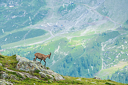 阿尔卑斯野山羊,边缘,悬崖,勃朗峰,法国,欧洲