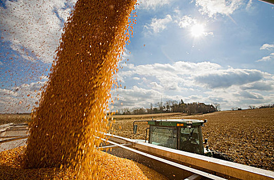 农业,新鲜,收获,谷物,玉米,卡车,秋天,丰收,靠近,北国,明尼苏达,美国