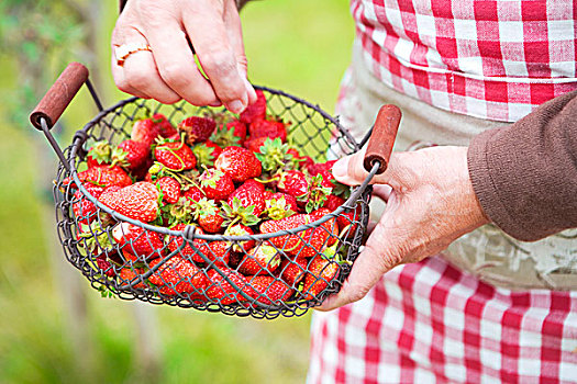 新鲜,草莓,铁丝篮