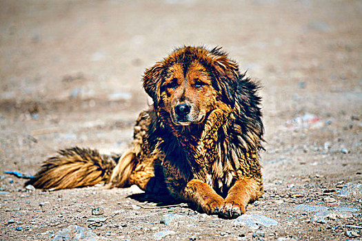 西藏狗