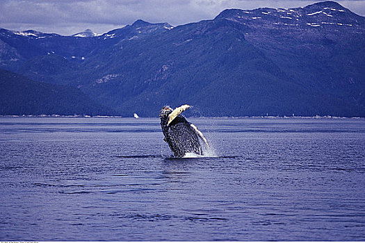 鲸,鲸跃