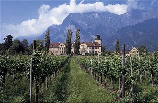 城堡,葡萄酒厂,旧式,格劳宾登州,瑞士,欧洲,葡萄酒,藤