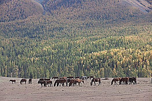 新疆阿勒泰喀纳斯牧场里的马群