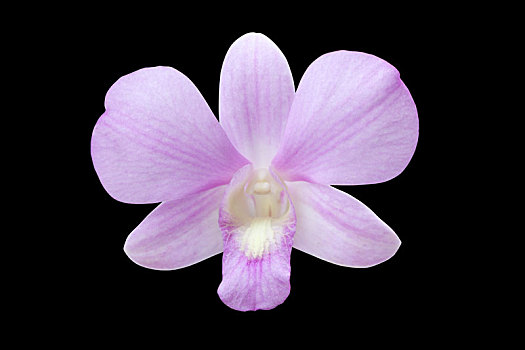 兰花,紫色,隔绝