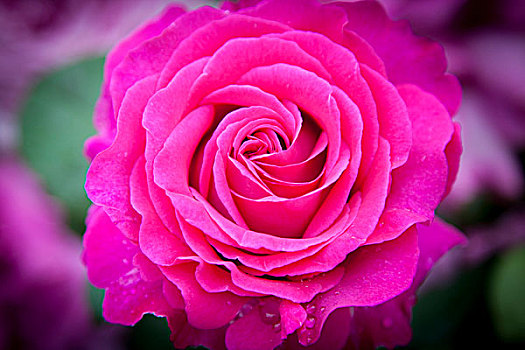 粉红玫瑰,花园,皇宫,巴黎,法国