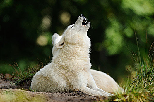 北极狼,野生园,黑森州,德国,欧洲