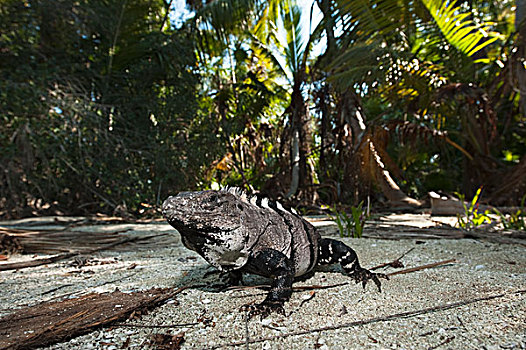 黑色,鬣蜥蜴,海滩,西安,生物保护区,墨西哥