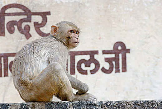 短尾猿,猴子,成年,坐,墙壁,庙宇,斋浦尔,城市,拉贾斯坦邦,印度,亚洲