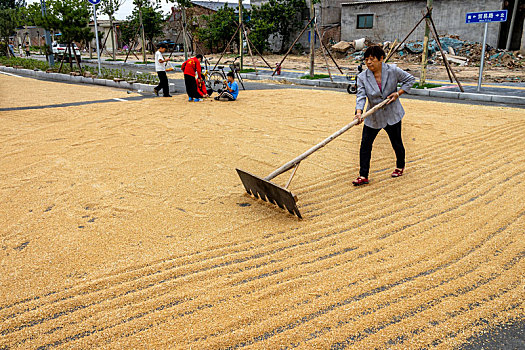 河南滑县,种粮农民利用晴好天气晾晒小麦