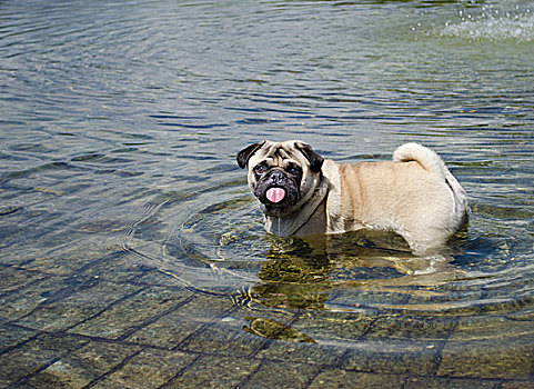 哈巴狗,湿,水塘