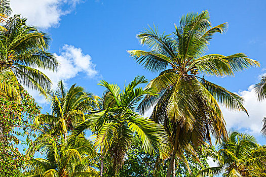 椰树,树,上方,蓝天背景