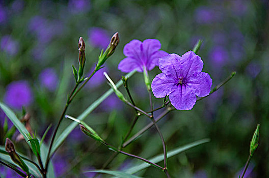 翠芦莉花近摄