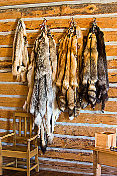 獾,狼,红色,银,穿过,狐狸,毛皮,房子,山,省立公园,里贾纳,萨斯喀彻温,加拿大