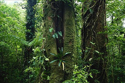 雨林,预留,哥斯达黎加