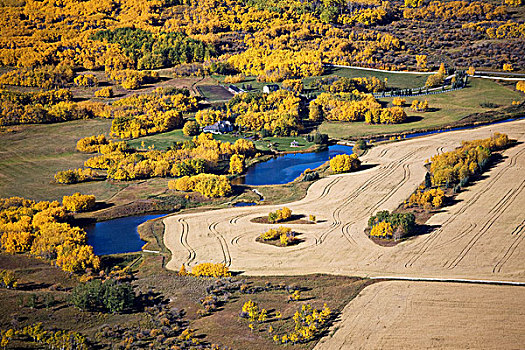 金色,树,水塘,成熟,庄稼地,艾伯塔省,加拿大
