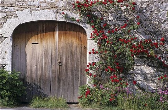 红玫瑰,木门,法国,朗格多克-鲁西永大区