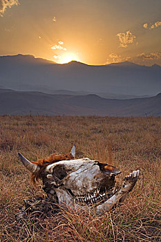 日落,头骨,前景,城堡,自然保护区,南非