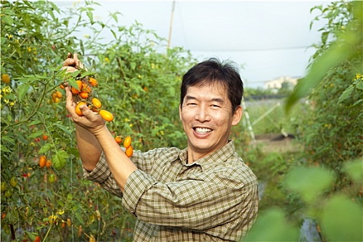 中年,亚洲人,农民,拿着,西红柿,农场