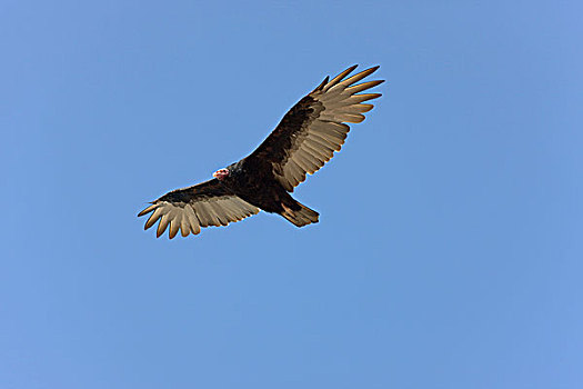 美洲鹫,红头美洲鹫,帕拉加斯,秘鲁