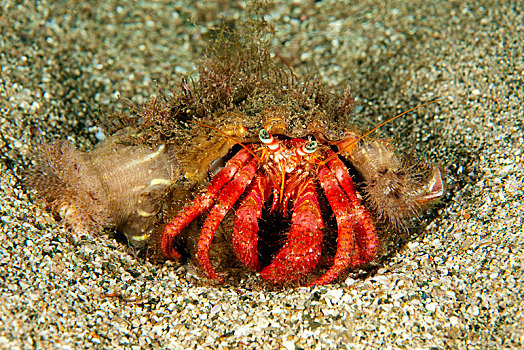 红色,寄居蟹,独居性动物,海葵,索伦托,半岛,意大利,欧洲