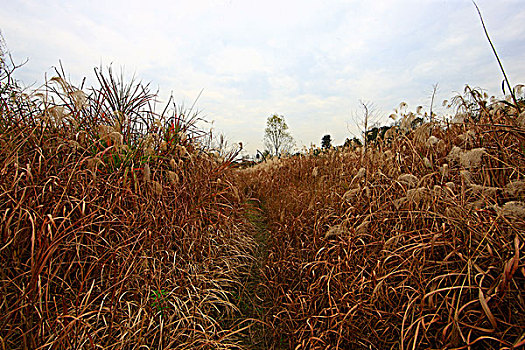 秋天的杭州西溪湿地芦苇荡