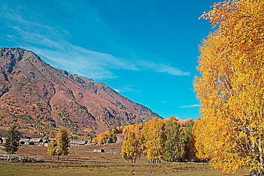 新疆阿勒泰喀纳斯秋天白桦林