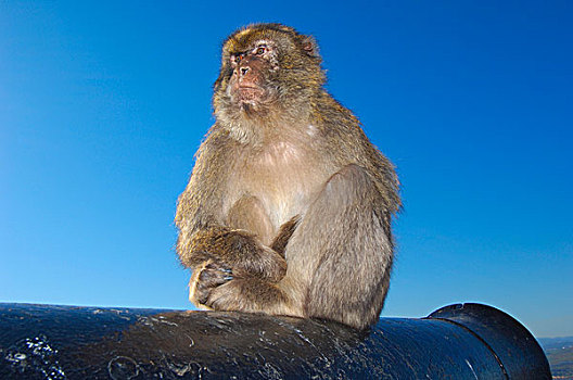 叟猴,直布罗陀,英国海外属地,伊比利亚半岛,欧洲