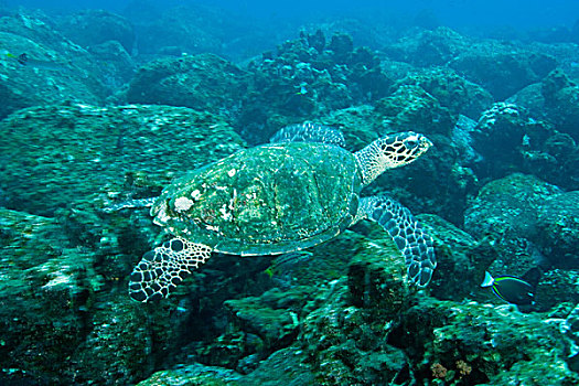 厄瓜多尔,沃尔夫岛,加拉帕戈斯群岛,国家公园,绿海龟,龟类