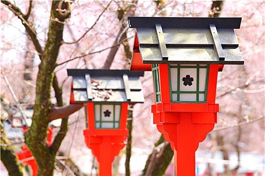 红灯笼,樱花,树,日本寺庙